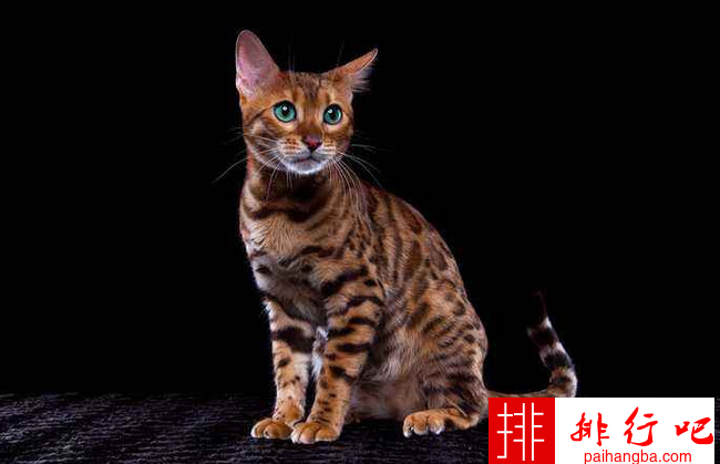 宠物猫的品种大全 全球十大名贵猫排名榜