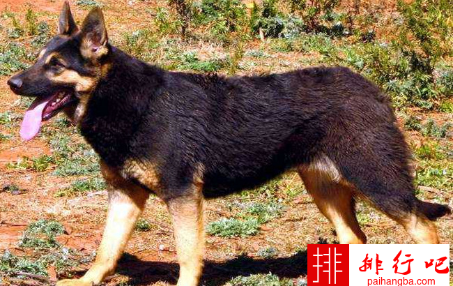 中国警犬品种排名 中国警犬一般是什么品种