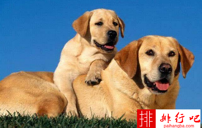 中国警犬品种排名 中国警犬一般是什么品种