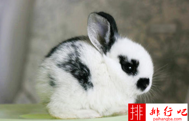 十大兔子品种名贵排名 最名贵的兔子排行榜