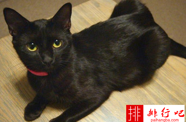 中国十大家猫品种大全 中国家猫有哪些品种