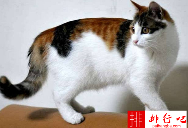 中国十大家猫品种大全 中国家猫有哪些品种