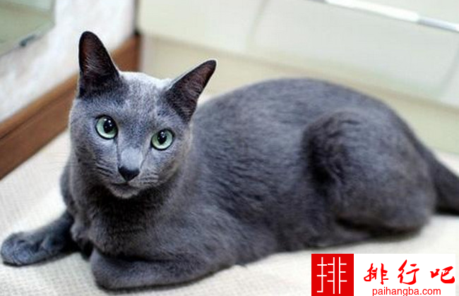 世界最温顺的猫排名榜 加菲猫排名第一