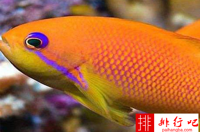 世界十大最贵观赏鱼排行榜 血红鱼高达409万